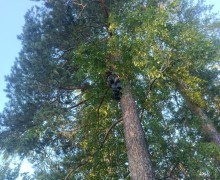 Зооспасатель из Екатеринбурга восхищен отзывчивостью жителей Заречного