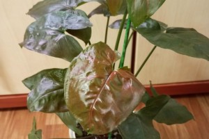 Продам сингониумы, диффенбахию, фикус, кротон