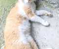 Рыжий кот ищет хозяина во дворе на Клары Цеткин