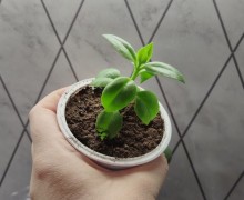 Фикус барок, сансевиерия, эхеверия, аптения