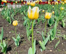 Уральскую столицу украсили распустившиеся тюльпаны