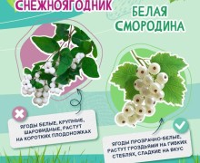 В Свердловской области ежегодно фиксируются отравления ягодами и грибами