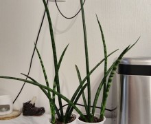 Фикус барок, сансевиерия, эхеверия, аптения