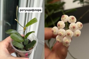 Хойи