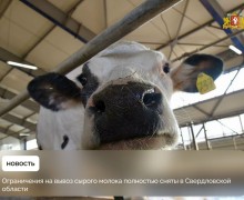 В Свердловской области отменены ограничения на вывоз сырого молока