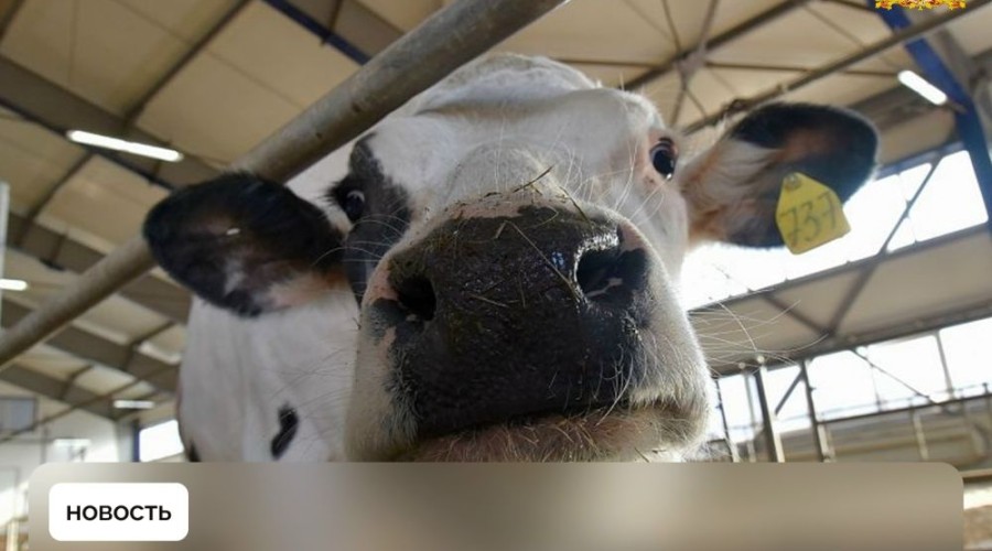 В Свердловской области отменены ограничения на вывоз сырого молока