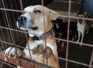 Депутаты законодательного собрания Свердловской области выступили против усыпления бездомных животных