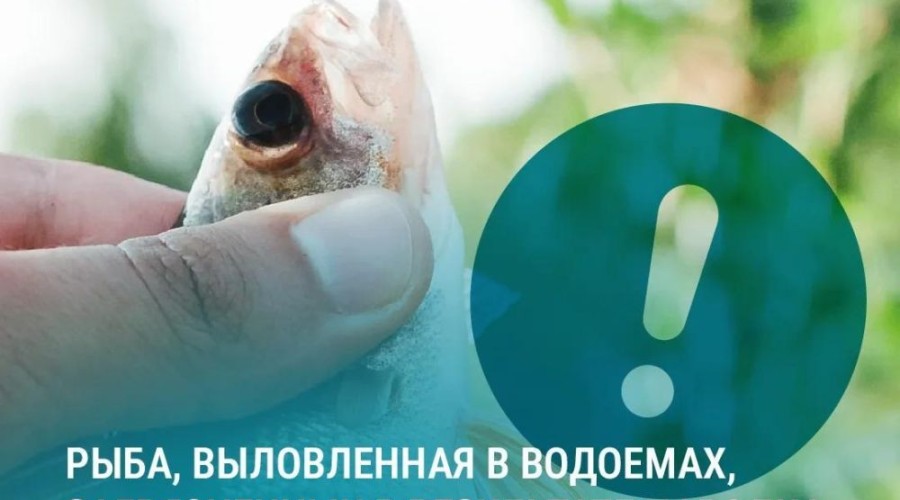Специалисты предупредили жителей Свердловской области об опасности употребления рыбы из паводковых вод
