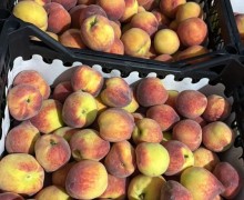 Нектарин, персик, абрикос — продажа ящиками