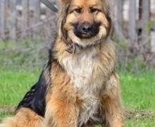 Синди ищет дом