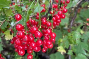Продам красную смородину