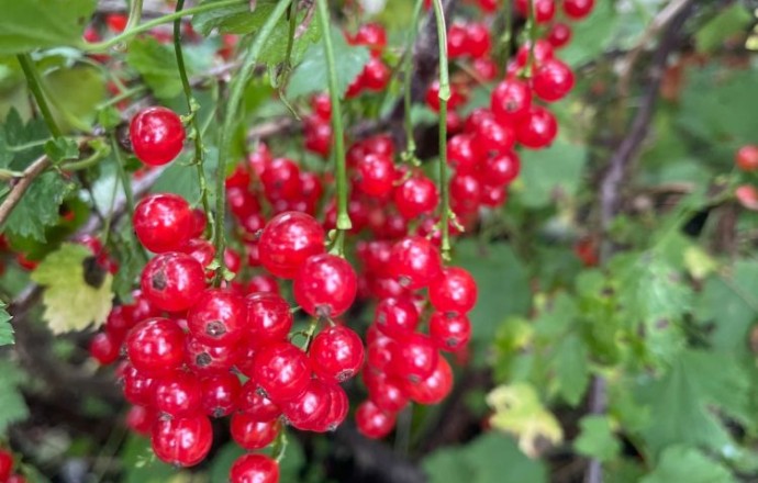 Продам красную смородину