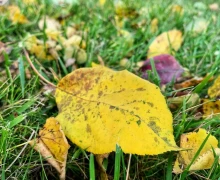 Кажется, последний день лета на Среднем Урале выпал на 23 сентября