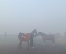 В понедельник Заречный и близлежащие деревни сёла накрыл туман