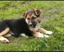 Срочно ищут дом щенки