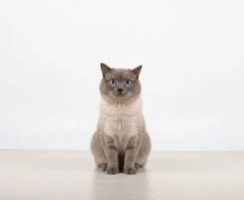 Кот в добрые руки