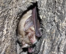 Летучих мышей, занесённых в Красную книгу Свердловской области, возьмут под усиленную защиту