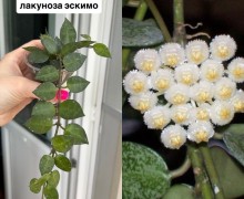 Хойи