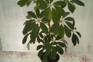 Продам Шеффлеру, Фикус, Бегонии
