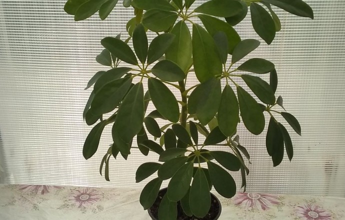 Продам Шеффлеру, Фикус, Бегонии