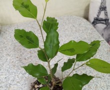 Продам кротон, диффенбахию, фикусы