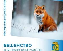 В Белоярском округе зафиксирован случай бешенства