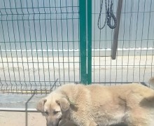 Большому пёсику Изе нужны ответственные хозяева