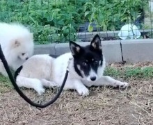 Ищем дом щенку Джеки