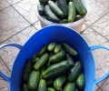 Продам огурцы