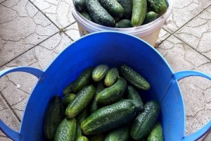 Продам огурцы