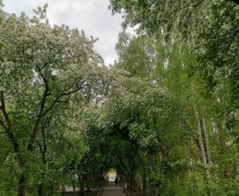 Зареченцы выбрали для благоустройства аллею от Дома торговли до УрТК