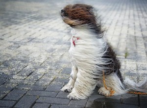 ЗАВТРА, 25 февраля, прогнозируется сильный ветер - порывы до 18 м/с.
