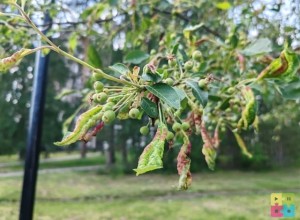 Сегодня днём яблони на бульваре Алещенкова будут опрыскивать инсектицидами