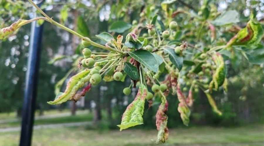 Сегодня днём яблони на бульваре Алещенкова будут опрыскивать инсектицидами