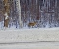 Сегодня утром по дороге на Белоярскую АЭС была замечена лиса
