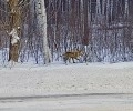 Сегодня утром по дороге на Белоярскую АЭС была замечена лиса