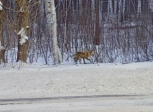 Сегодня утром по дороге на Белоярскую АЭС была замечена лиса