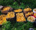 Грибники находят полные корзины лисичек в Артинском районе