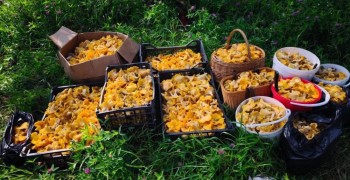 Грибники находят полные корзины лисичек в Артинском районе