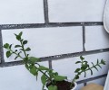 Продажа комнатных растений