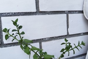 Продажа комнатных растений