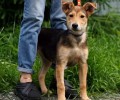 Щенок Биги из Первоуральского приюта ищет заботливых хозяев
