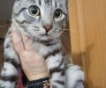 Ищем хозяев для домашнего кота