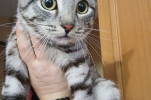 Ищем хозяев для домашнего кота