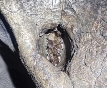 Летучих мышей, занесённых в Красную книгу Свердловской области, возьмут под усиленную защиту