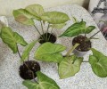 Продам сингониумы, кротон, строманту, фикусы