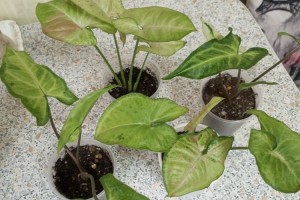 Продам сингониумы, кротон, строманту, фикусы