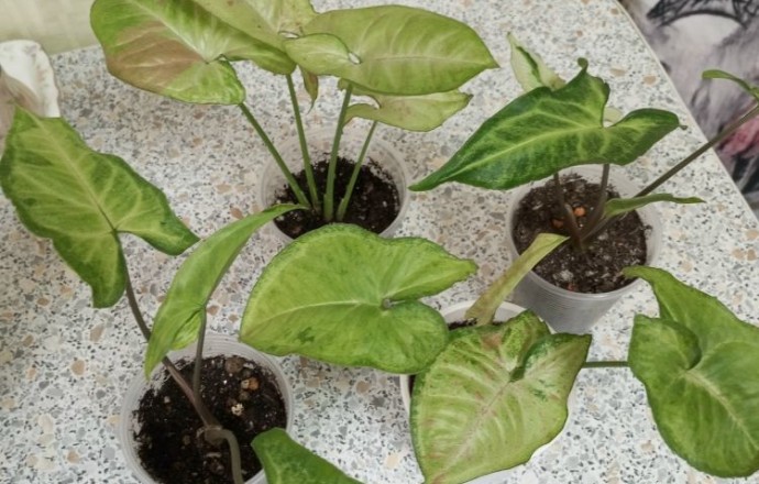 Продам сингониумы, кротон, строманту, фикусы