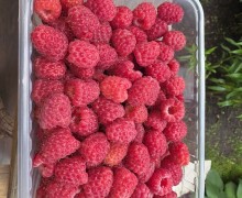 Продам отборную малину