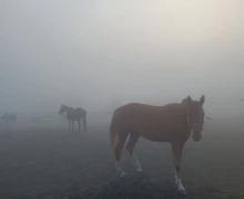 В понедельник Заречный и близлежащие деревни сёла накрыл туман